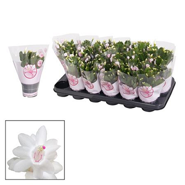 Schlumbergera White (malissa)