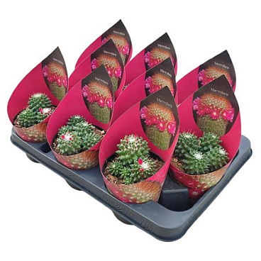 Mammillaria Toluca Potcover