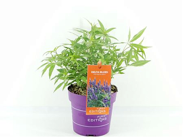 Vitex Agn Delta Blues