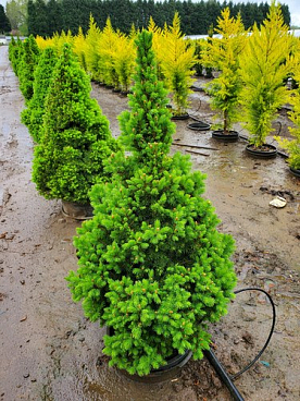 Ель канадская Фор Эве Грин