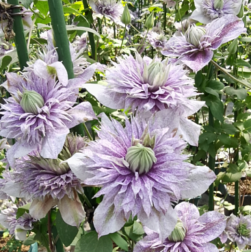 Клематис цветущий Увотер Эльф