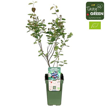 Amelanchier Spicata Bio