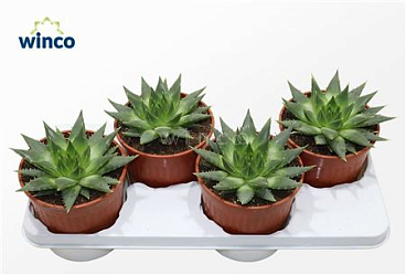 Aloe Pollyphylla