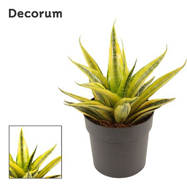 Sansevieria Cordova Variegated