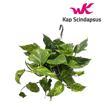 Epipremnum Marble Green Hang (short )