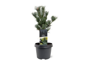 Pinus Parviflora Glauca