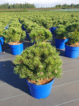 Сосна горная Бенджамин