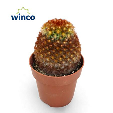 Mammillaria Carmenae Rubrispinus