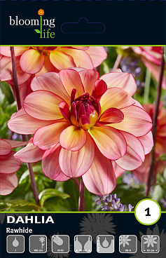 Георгина декоративная Роухайд