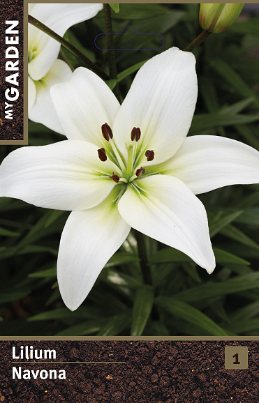 Лилия азиатская Навона