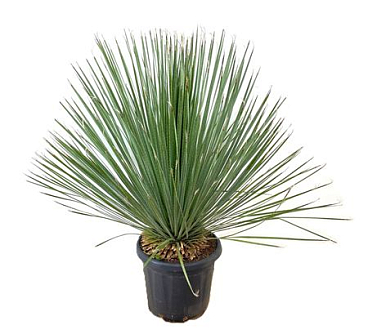 Dasylirion Serratifoliom