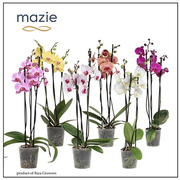 Phal 3st Mix 18+