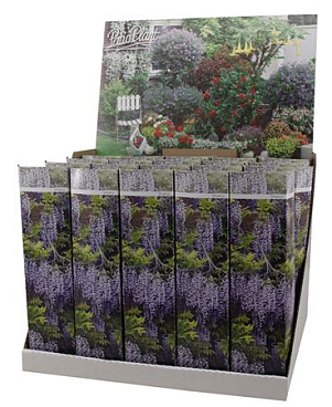 Wisteria Blue