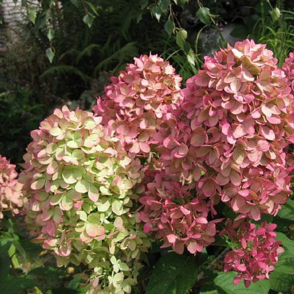 Гортензия метельчатая Пастелгрин в тубе