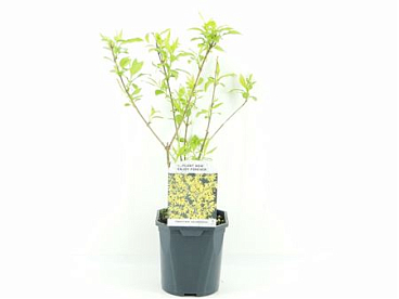 Forsythia Int Goldrausch