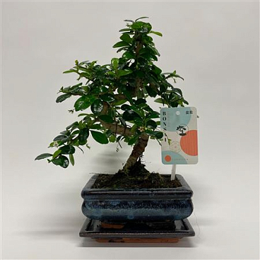 Bonsai Carmona S-shape Bonsai Traditional