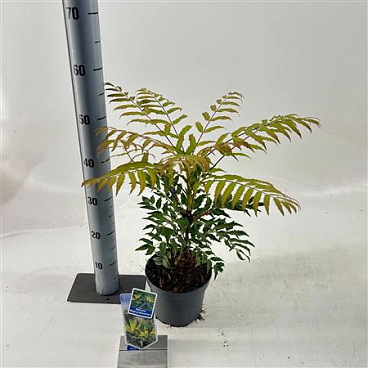 Mahonia Magical Winterfern