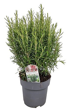 Rosmarinus Officinalis Bush