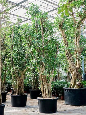 Ficus Benghalensis (540-600)