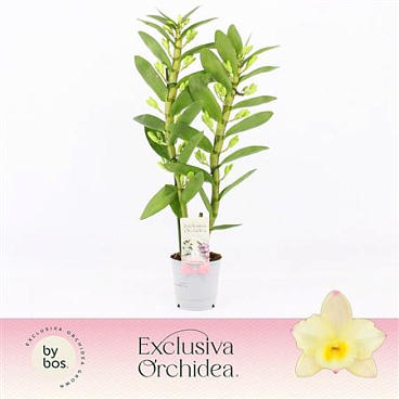 Dendr Nob 2st Tweety Exclusiva Orchidea