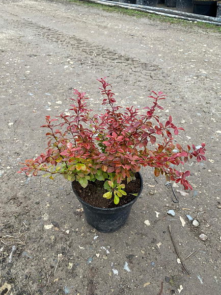 Барбарис тунберга Ред Хот Чили