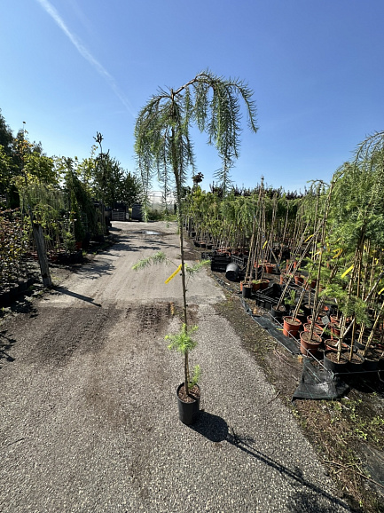 Лиственница кемпфера Стиф Випер штамб