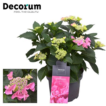Hydrangea Teller Nizza Pink 7+ (decorum)