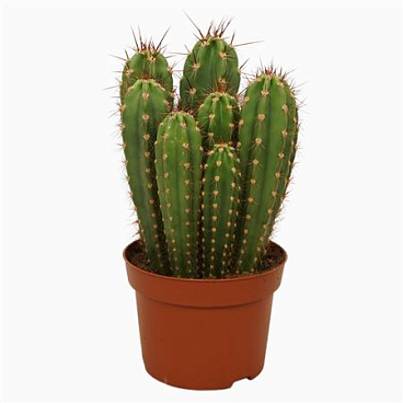 Neocardenasia Herzogiana