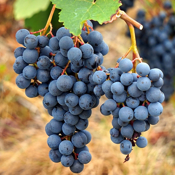 Виноград культурный Агат Донской в тубе