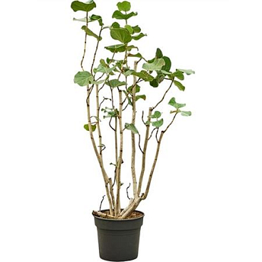Coccoloba Uvifera