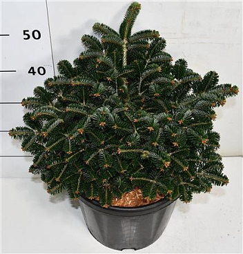 Abies Nord Dobrichovice