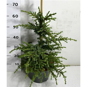 Cedrus Lib Saphire Nymph
