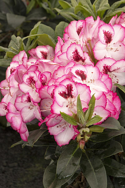 Рододендрон гибридный Черри Чизкейк