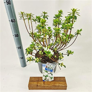 Rhododendron (aj) Hisako