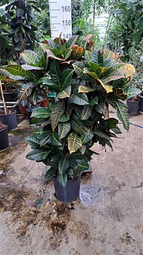 Codiaeum Variegatum Petra