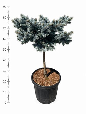 Picea Pungens Glauca Globosa On Stem
