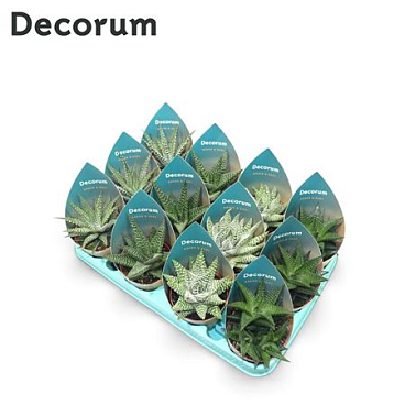 Haworthia Mix (4spc.) (dec)