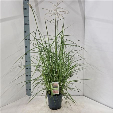 Miscanthus Sin Pink Cloud