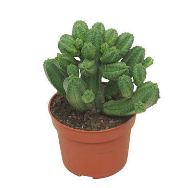 Euphorbia Tubiglans