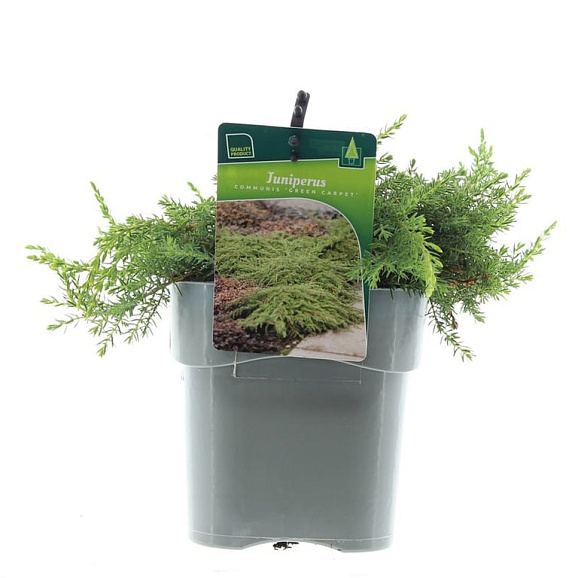 Можжевельник обыкновенный Грин Карпет
