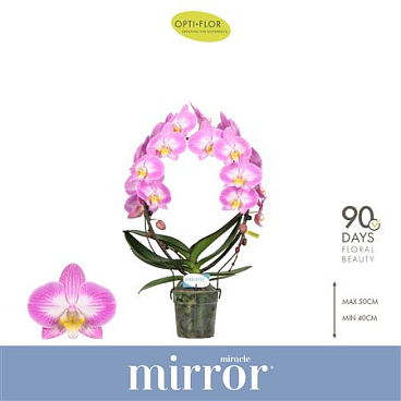 Phal 2st Mirror Miracle Kiara