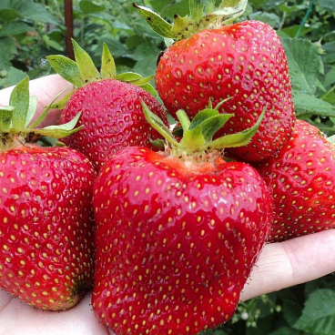 Земляника Джоли