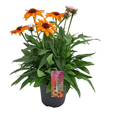 Echinacea Sunseekers Mineola