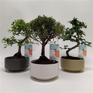 Bonsai Mix Pure