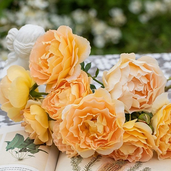 Роза парковая Вейвз Голд