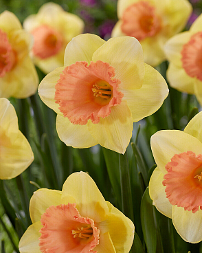 Нарцисс крупнокорончатый Колор Меджик