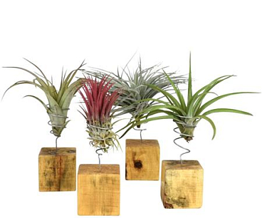 Tillandsia Woodblock Large