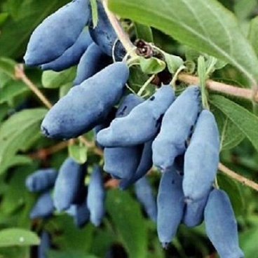 Жимолость камчатская Восторг