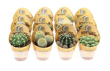 Potcover Desert Plants Bol Mix
