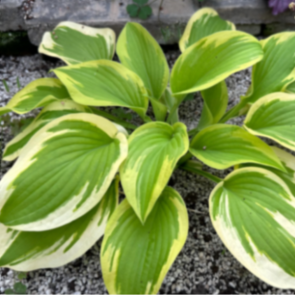 Хоста Милда